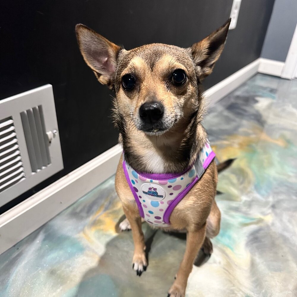 NEW Purple Pet Harness Set | XS–XL | Fast 24-Hour Shipping | Jazzy Pet Paws - Picture 7 of 10